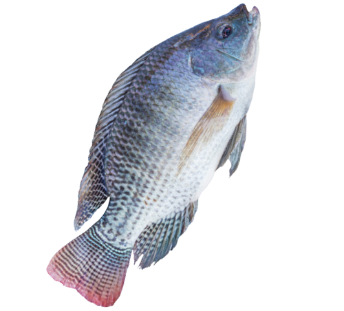 Category Image